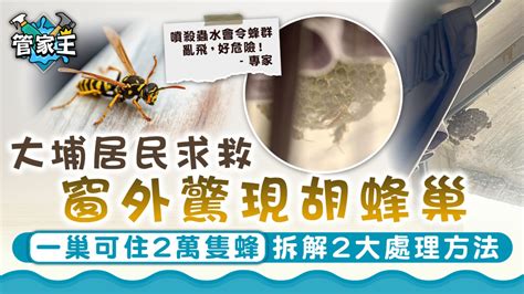 窗外有蜂巢 風水|卧室窗外有蜂窩好不好 寓意吉利嗎